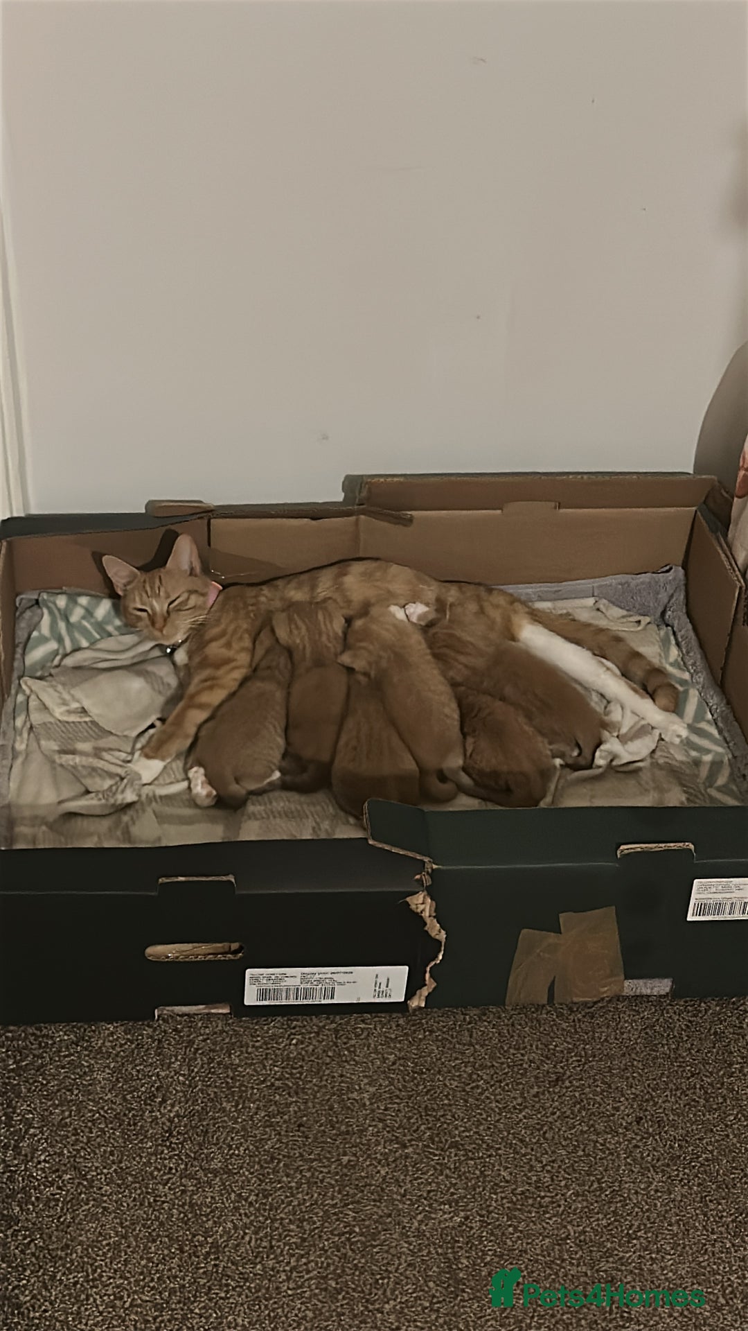 Domestic Shorthair cats for sale: 6 ginger kittens for sale - Image 13