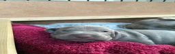 Weimaraner dogs for sale: 1 Stunning Weimaraner Puppy Boy Available - Advert 12