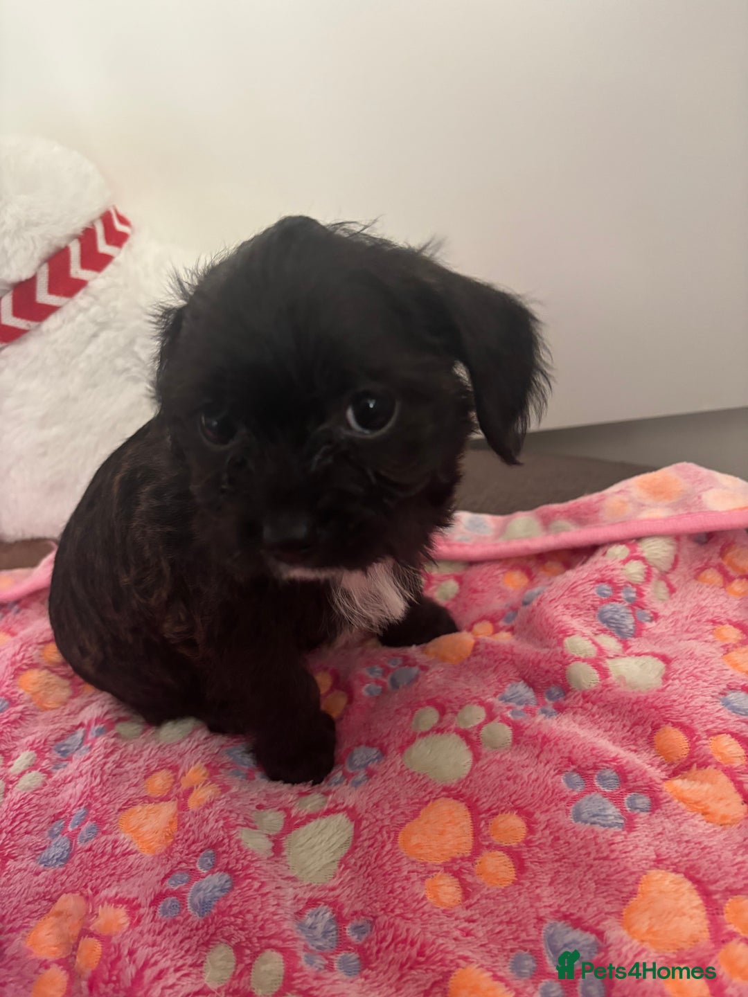 Mixed Breed dogs for sale: Shihpoo cross pups ready to leave  - Advert 3