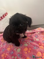 Mixed Breed dogs Shihpoo cross pups ready to leave - Advert 6