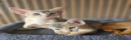 Abyssinian cats for sale: Beautiful Abyssinian Kitten  - Advert 12