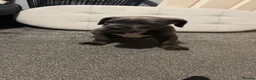 Cane Corso dogs for sale: cane corso puppies  in Leeds - Advert 21
