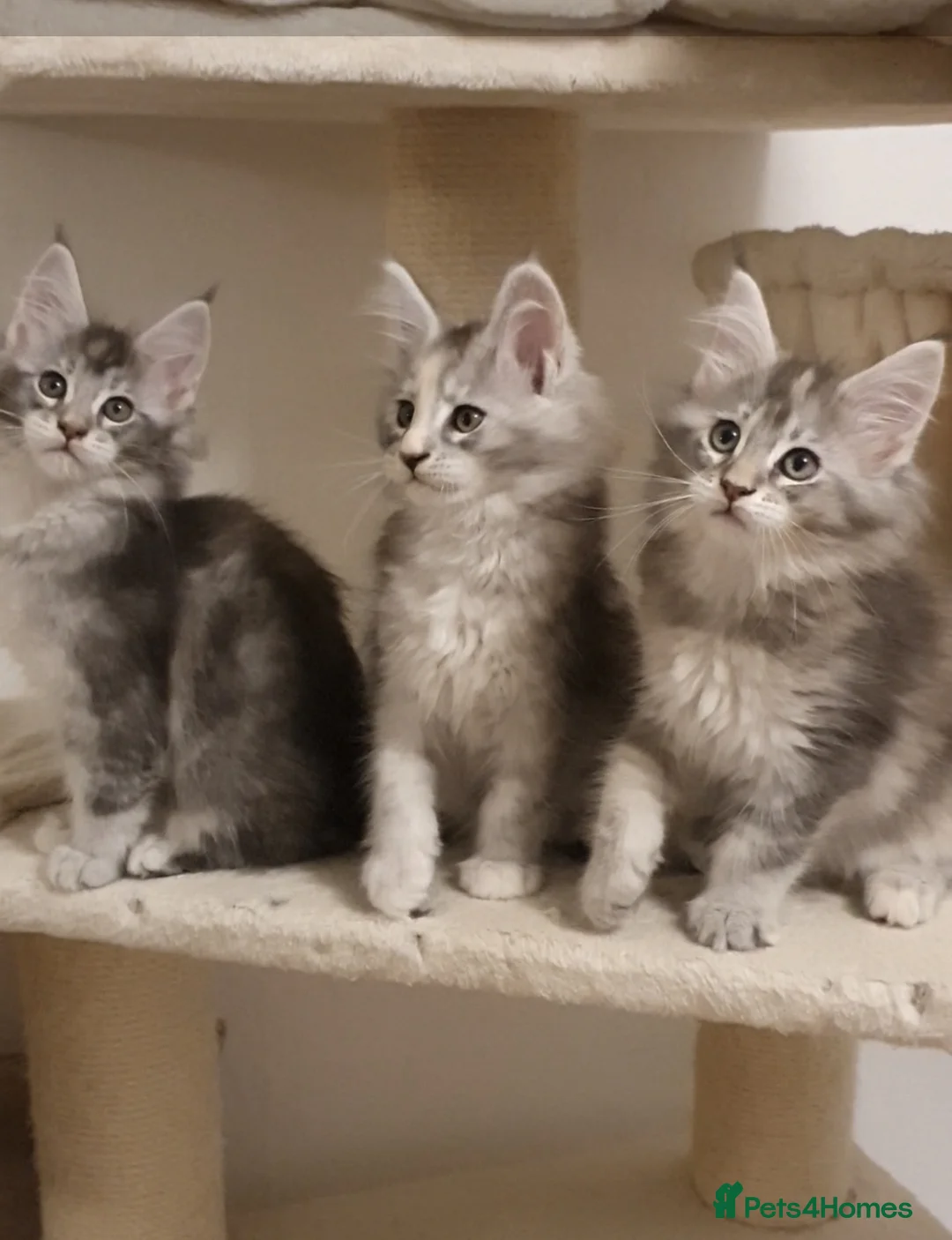 Maine Coon cats for sale: 🏅GCCF🏅 pure maine coon kittens  - Advert 3