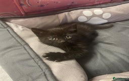 Mixed Breed cats for sale: 1 male still available  in Witney - Image 4