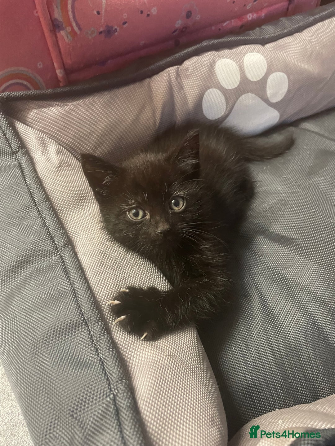 Mixed Breed cats for sale: 1 male still available  in Witney - Image 4