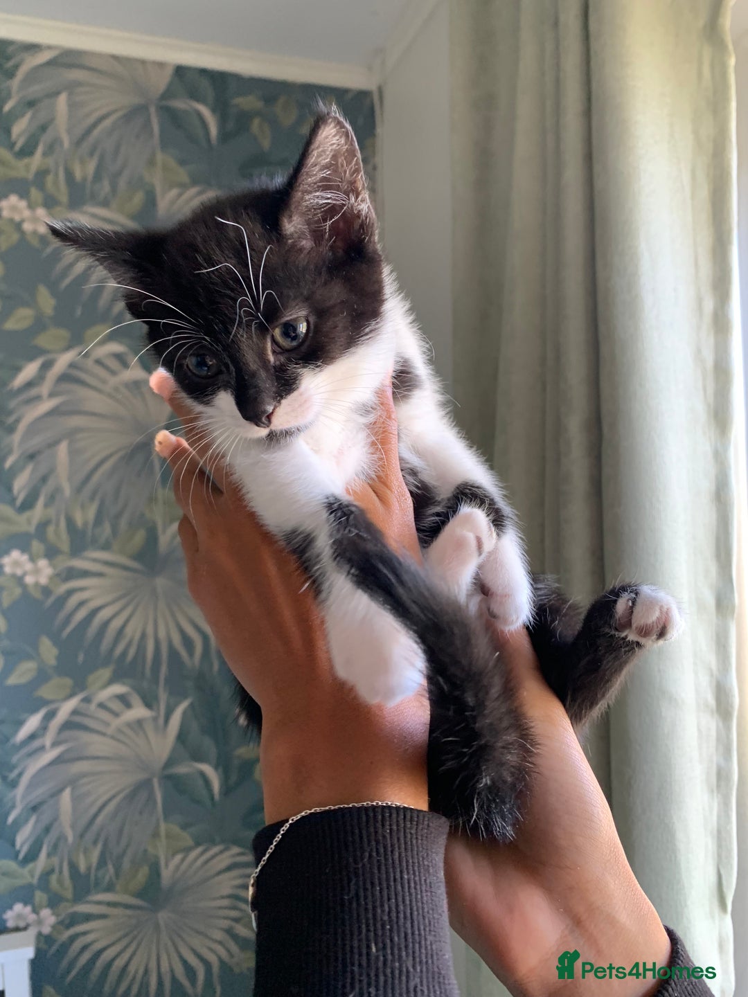 Mixed Breed cats for sale: 6 gorgeous kittens😍Ready Now - Image 15