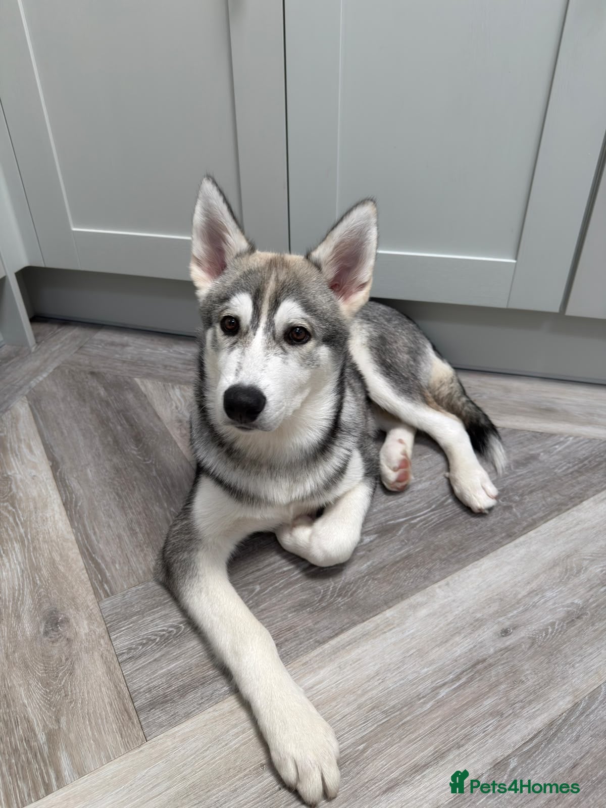 Siberian Husky dogs Male grey/white Husky puppy for sale - Advert 8