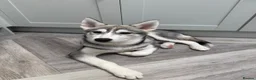Siberian Husky dogs for sale: Male grey/white Husky puppy for sale - Advert 1