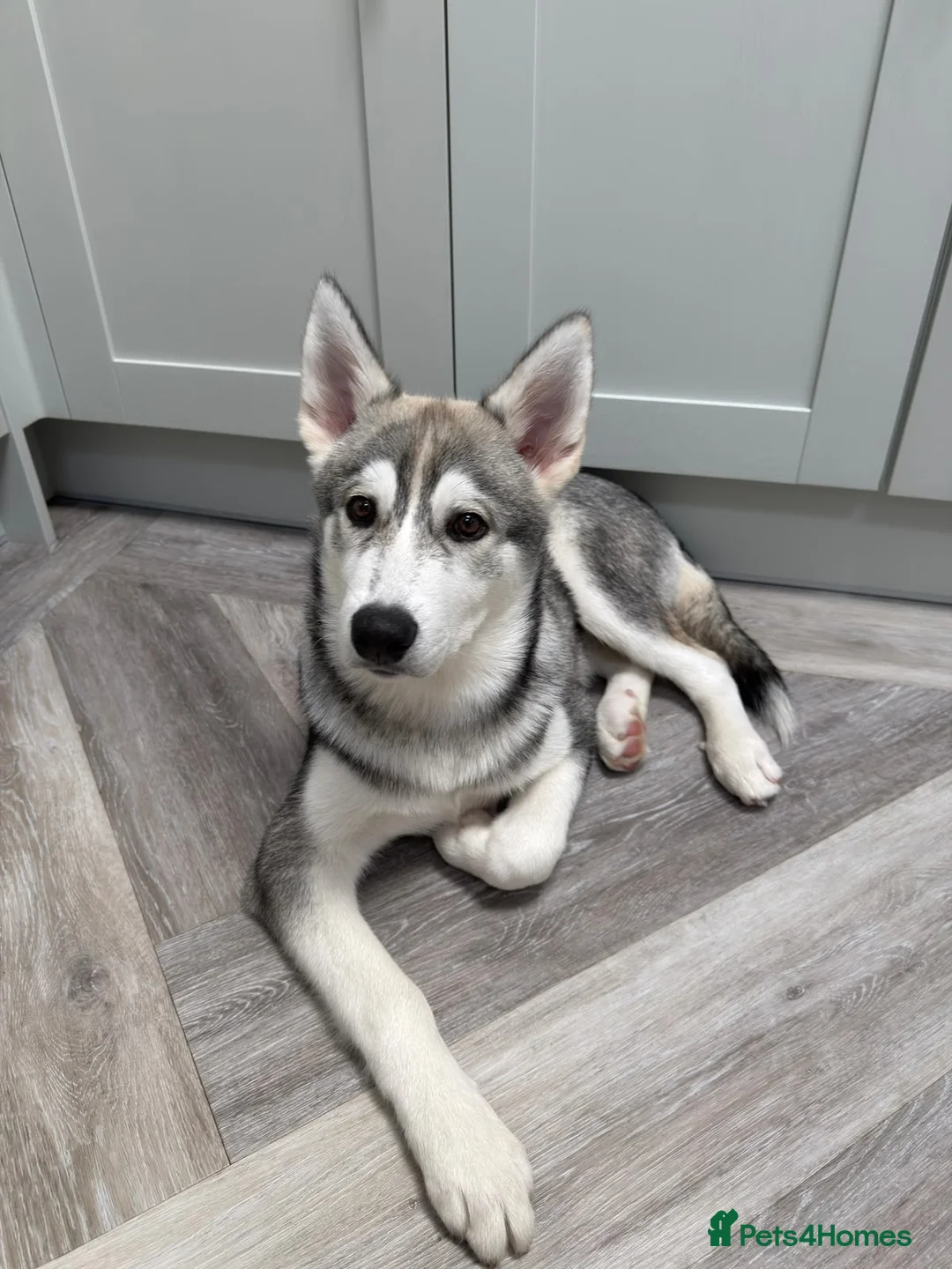 Siberian Husky dogs for sale: Male grey/white Husky puppy for sale - Advert 1