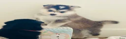Pomsky dogs for sale: Stunning F3 Pomsky Puppies - Advert 12