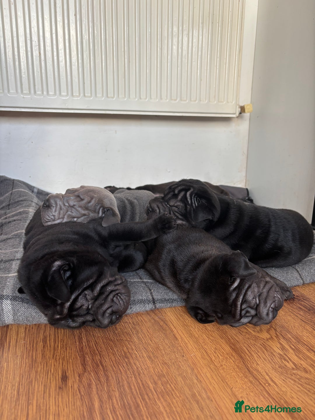 Shar Pei dogs for sale: Healthy Shar Pei puppies - Advert 5