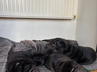 Shar Pei dogs Beautiful Shar peis - Advert 2