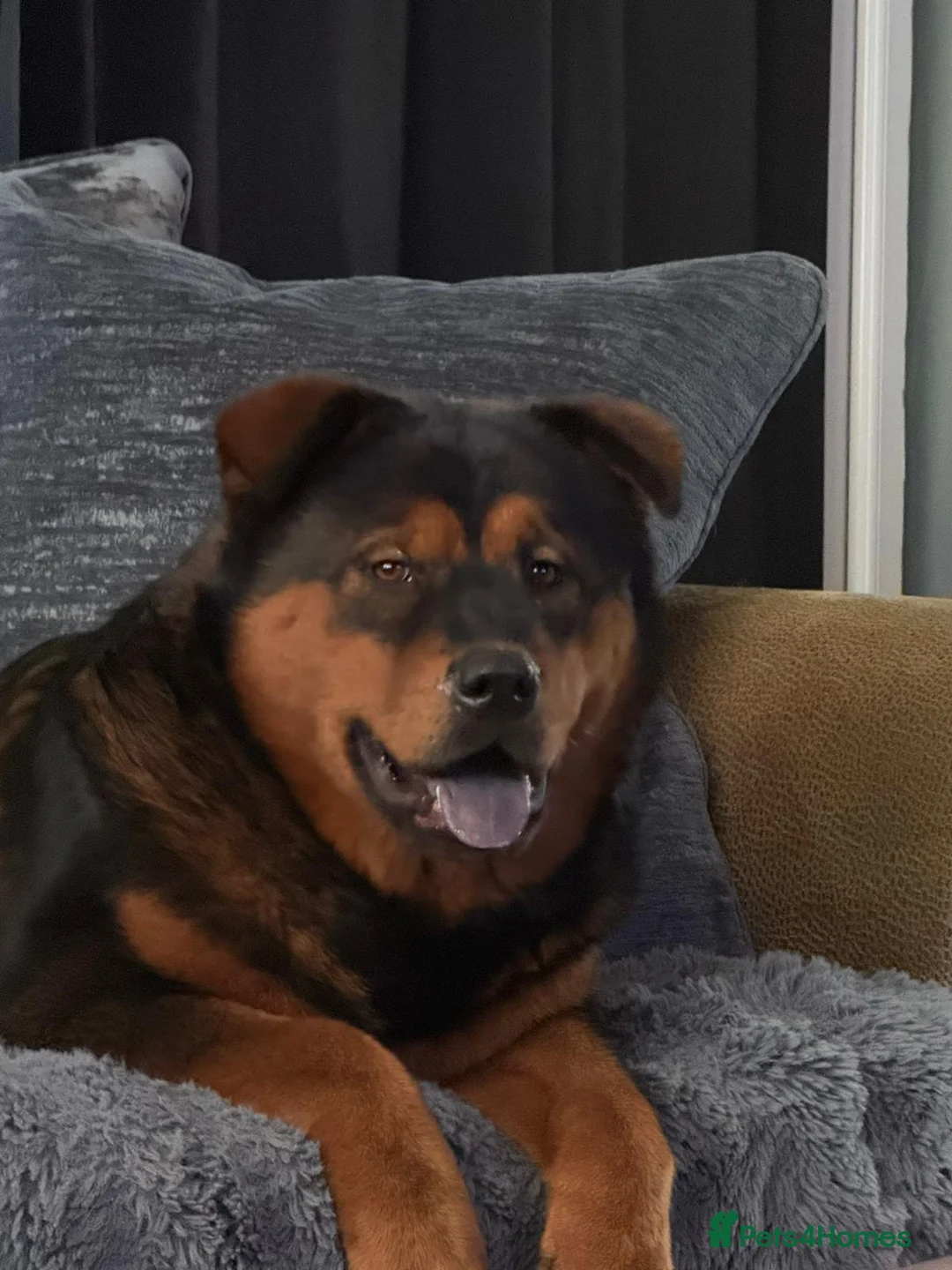 Mixed Breed dogs for sale: Beautiful bear bear - Advert 6