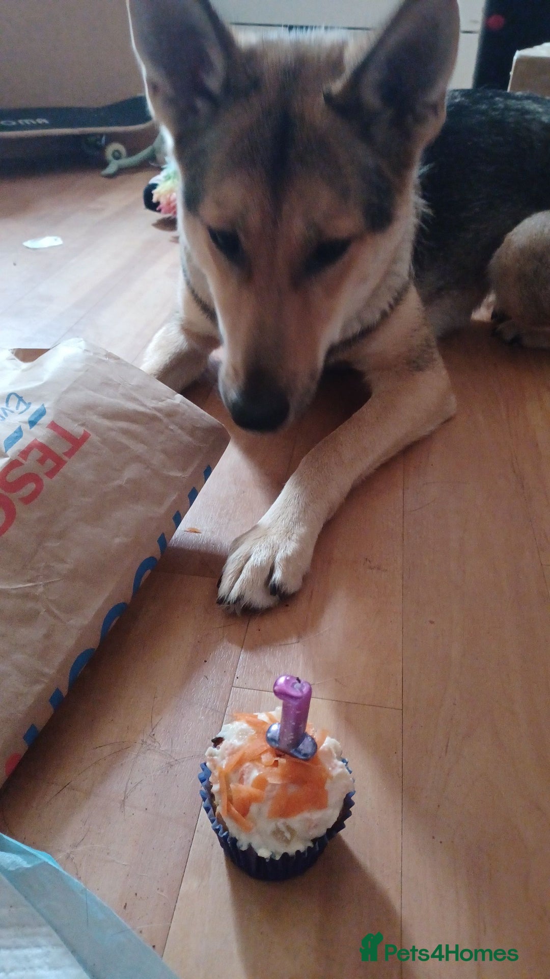 Shepsky dogs for adoption: 1 Year Old Super Friendly Shepsky Needs A New Home - Image 5