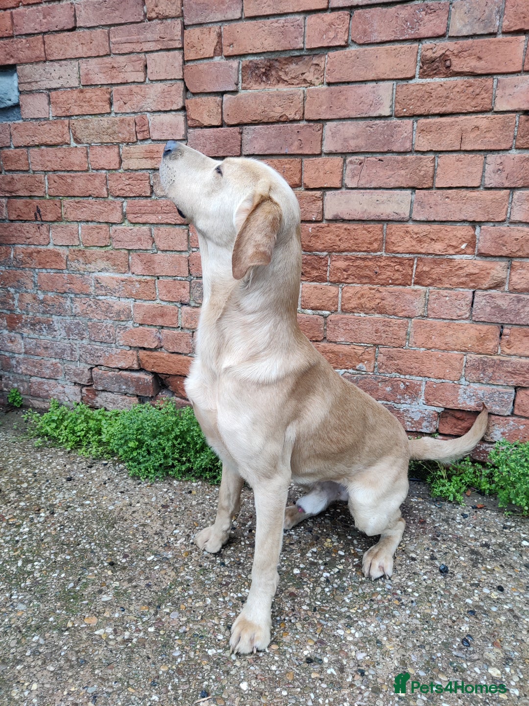 Labrador Retriever dogs for sale: Charming Male Labrador - Advert 6
