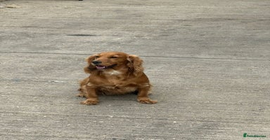 Cocker Spaniel dogs - Advert 7