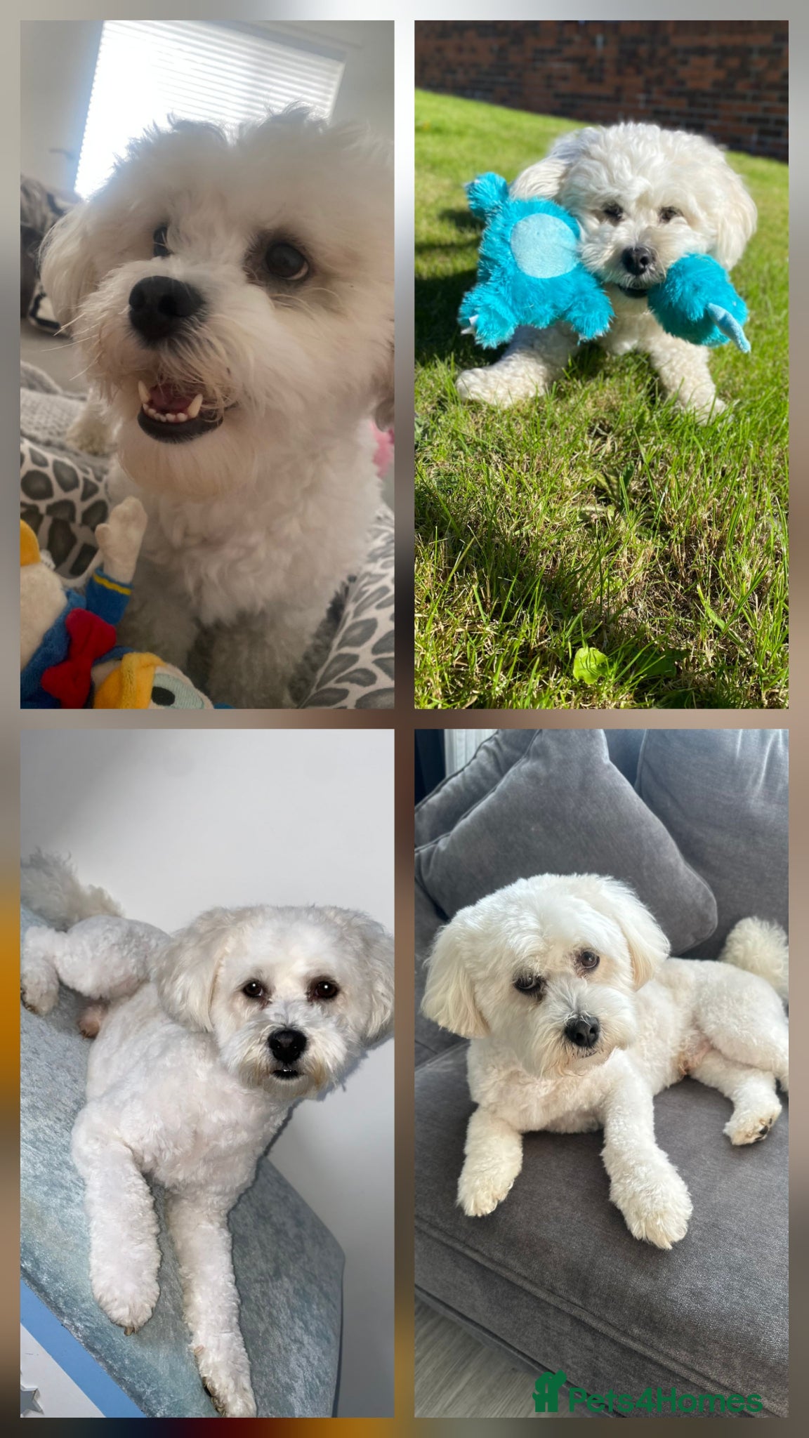 Cavachon dogs Cavachon Puppies - 4 Female, 1 Male - Advert 2