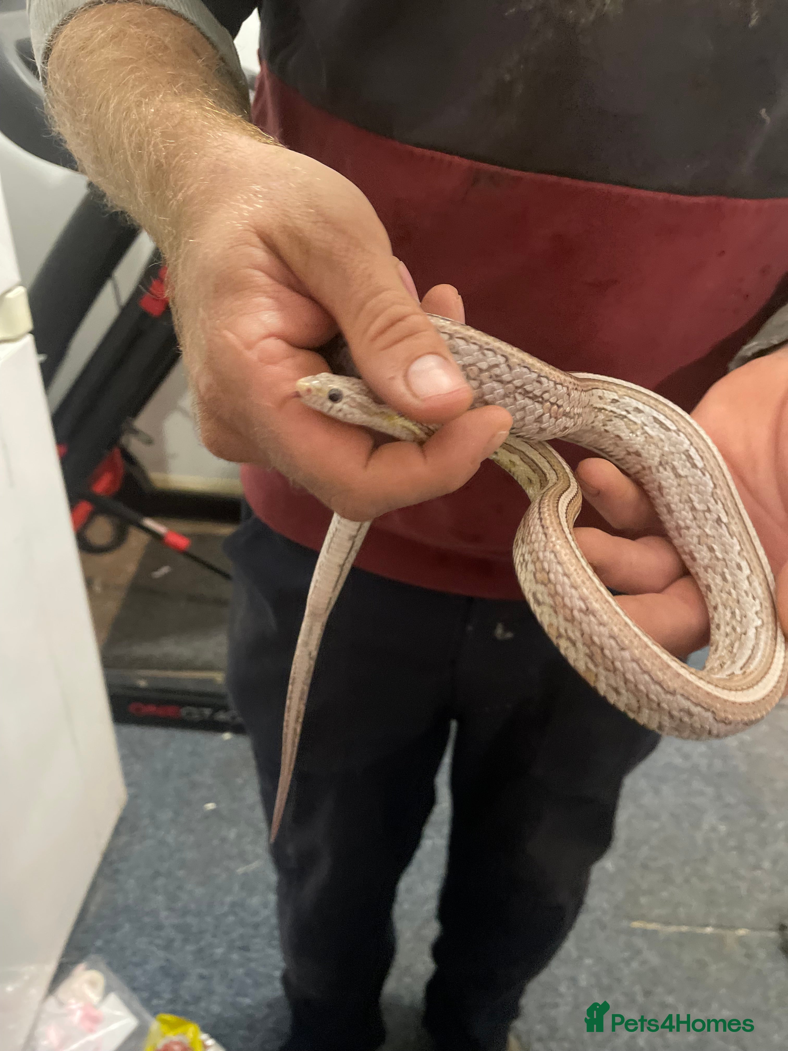 Python Snake reptiles Corn snakes - Advert 18