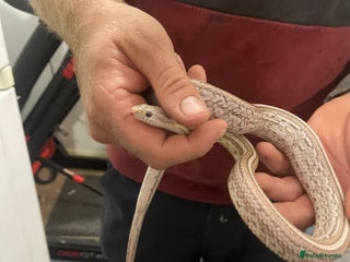 Python Snake reptiles Corn snakes - Advert 18