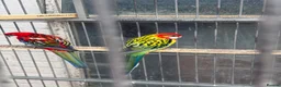 Parakeets birds for sale: Rossella  - Advert 8