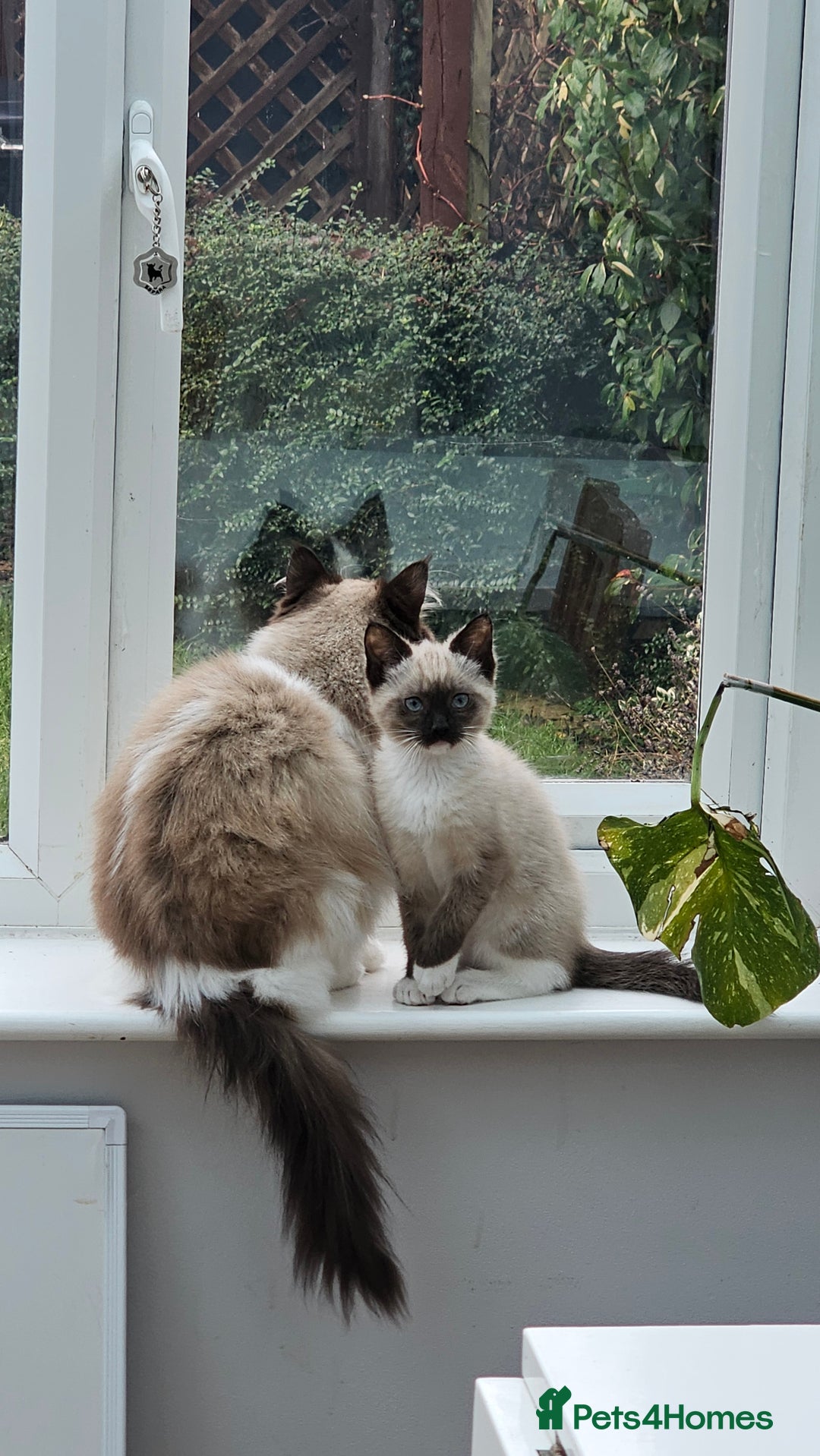 Ragdoll cats for sale: Seal point ragdoll - Advert 5