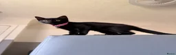 Mixed Breed cats for sale: Gorgeous female kitten - Advert 6