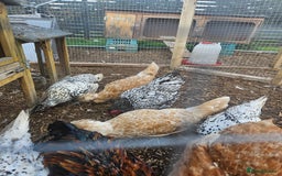 Chickens poultry for sale: Selection of Hens for sale  - Image 4