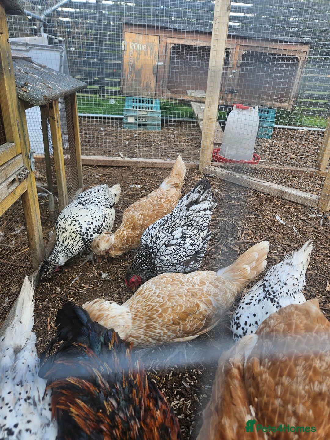 Chickens poultry for sale: Selection of Hens for sale  - Image 4