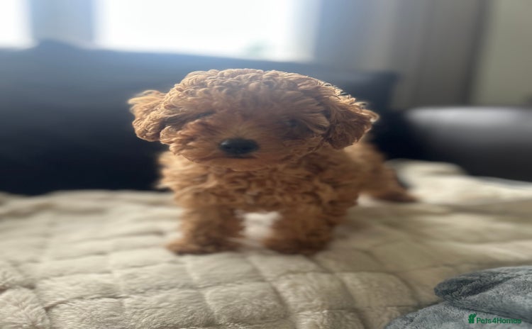 Cavapoo dogs - Advert 2
