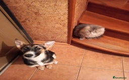 Mixed Breed dogs for adoption: ❤️🐶Busia- 6(7) month lower-medium girl ❤️🐶 - Advert 20