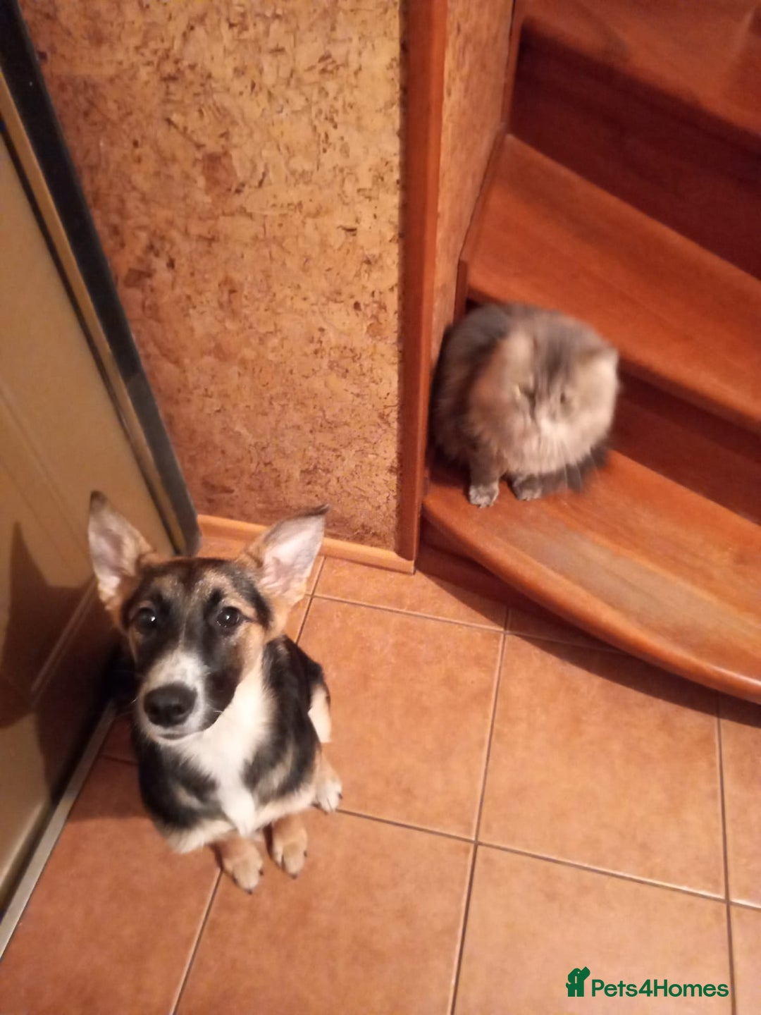 Mixed Breed dogs for adoption: ❤️🐶Busia- 6(7) month lower-medium girl ❤️🐶 - Advert 20