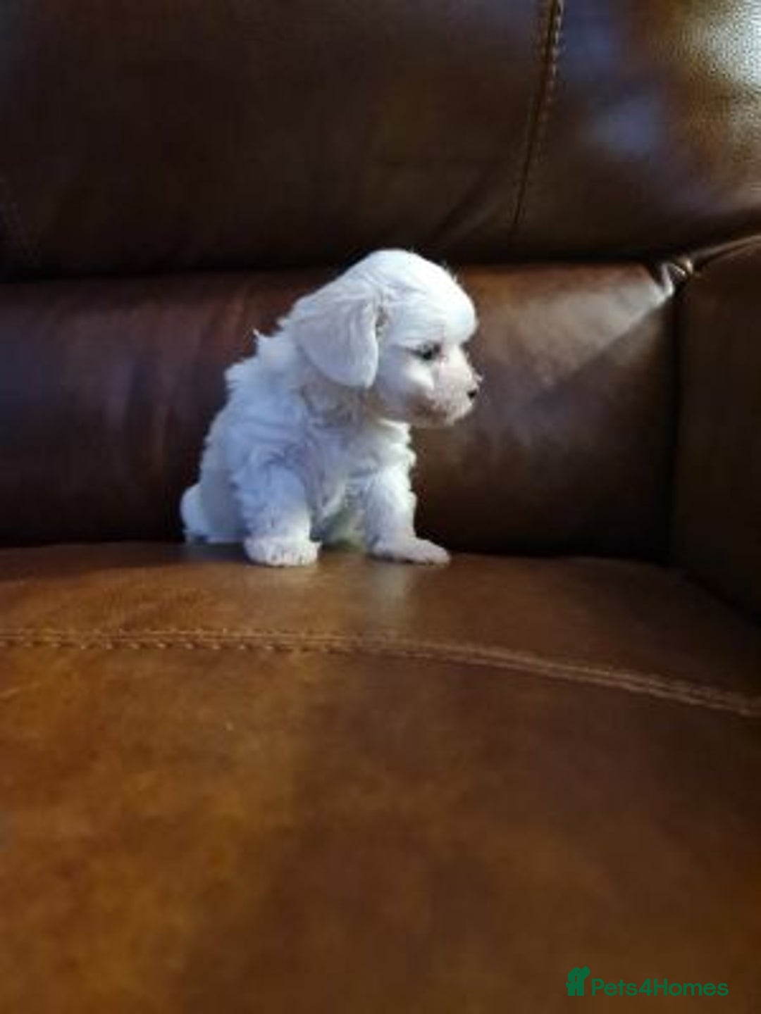 Maltese dogs for sale: Beautiful pure maltese for sale - Advert 5