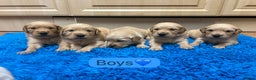 Golden Retriever dogs for sale: Gorgeous KC registered golden retriever puppies - Advert 8