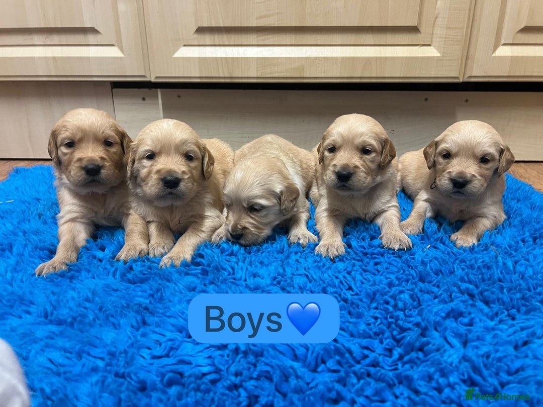 Golden Retriever dogs for sale: Gorgeous KC registered golden retriever puppies - Advert 8