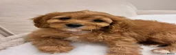 Cavapoo dogs for sale: ADORABLE F1 TOY CAVAPOOS - Advert 9