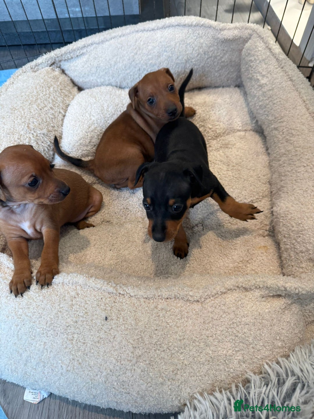 Miniature Pinscher dogs for sale: Beautiful Miniature pinscher puppies - Image 7