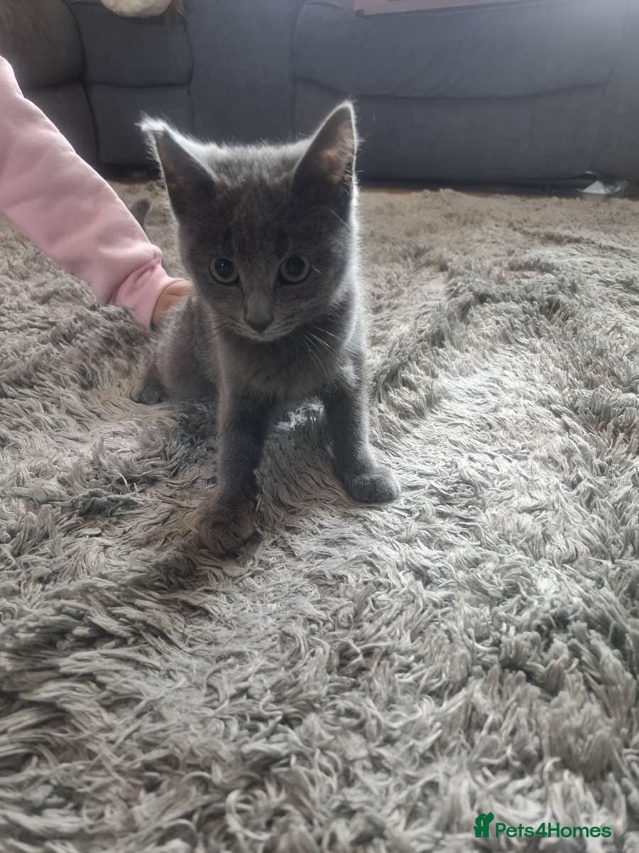 Mixed Breed cats 3 month old Kitten - Advert 7