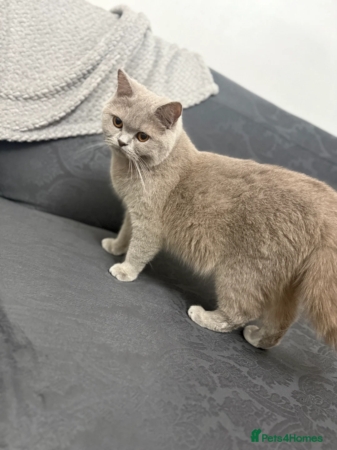 British Shorthair cats for sale: 5 kittens available start of MAY - Advert 3