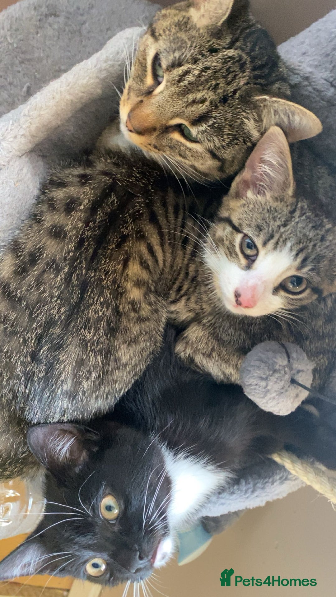 Mixed Breed cats for sale: 3 kittens for sale in Bradford - Image 8
