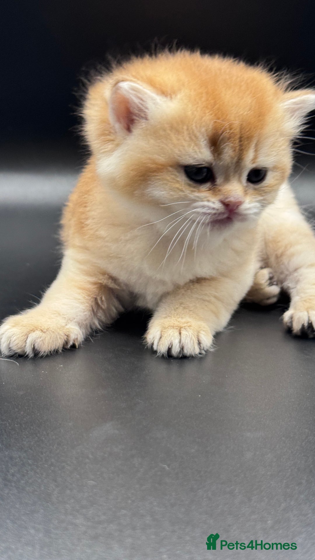 British Shorthair cats for sale: GCCF BSH GOLDEN BLACK TIPPED NY12 KITTENS - Image 28