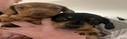 Dachshund dogs for sale: A stunning litter of 2 female Dachshunds in Leeds - Advert 3
