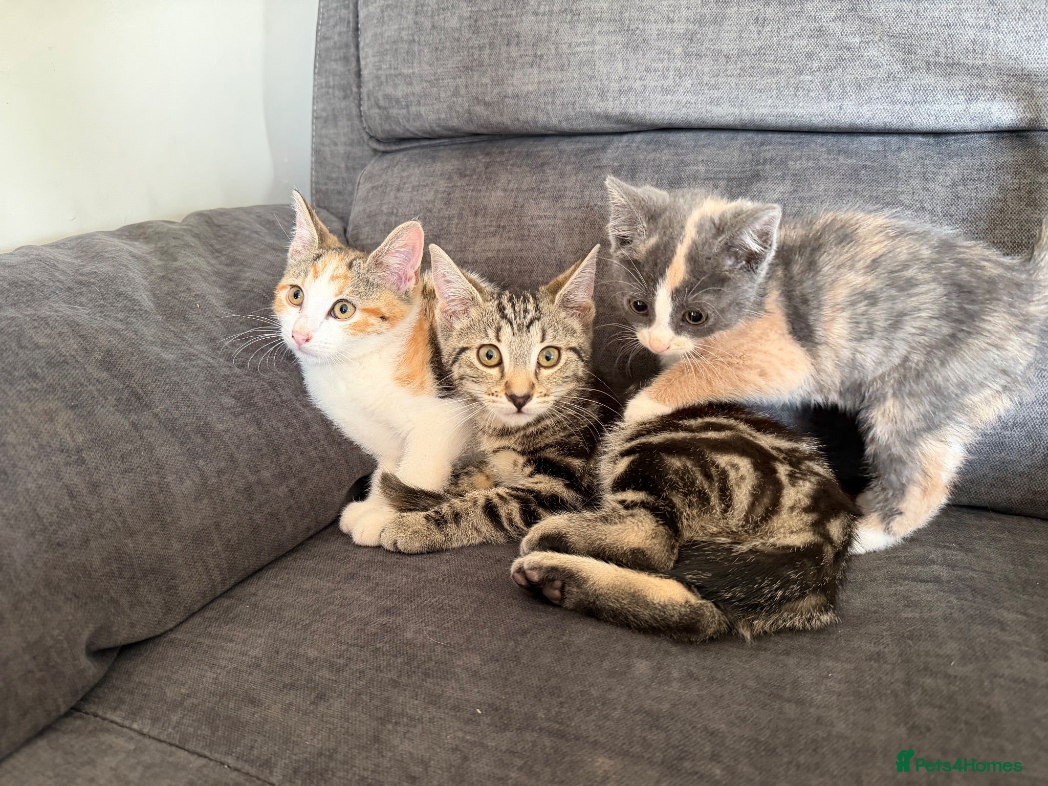 Mixed Breed cats Stunning kittens available ready now  - Advert 1