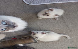 Ragdoll cats for sale: Ragdoll Kitten – Ready to Go 💕 💕 💕 - Image 5