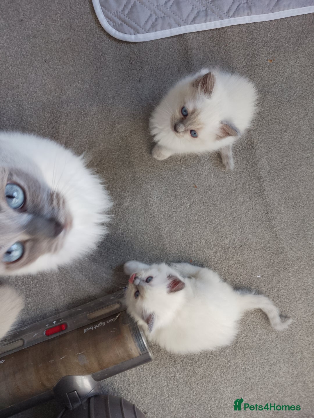 Ragdoll cats for sale: Ragdoll Kitten – Ready to Go 💕 💕 💕 - Image 5