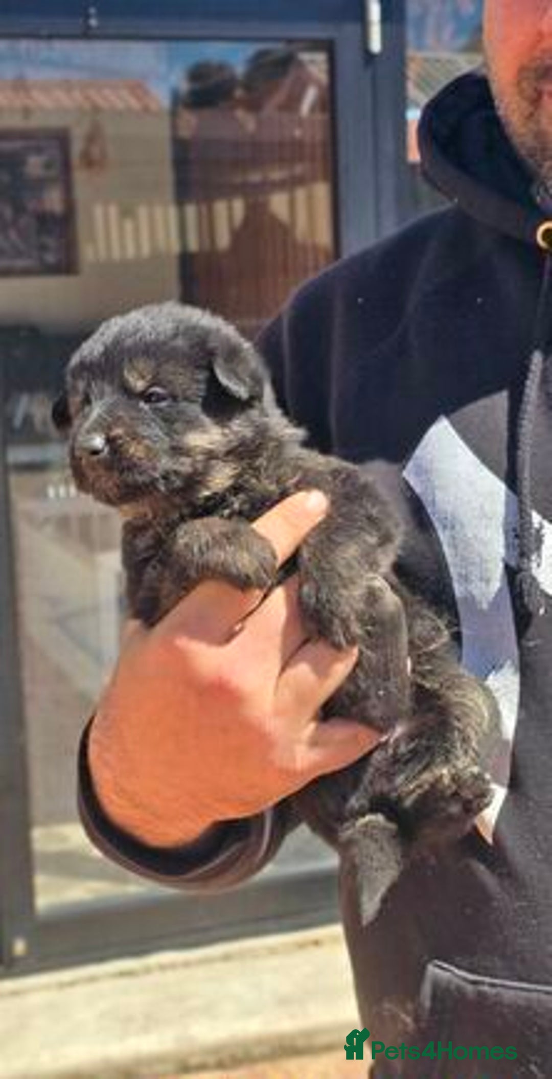 German Shepherd dogs for sale: German Shepherd Puppies - Image 8