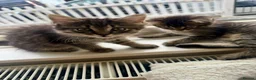 Mixed Breed cats for sale: 2 bonded female kittens  - Advert 2