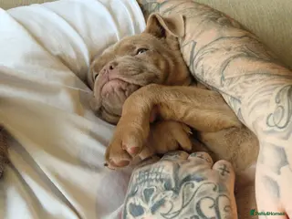 Mixed Breed dogs Puppies for Sale and Ready to go!! - Advert 10