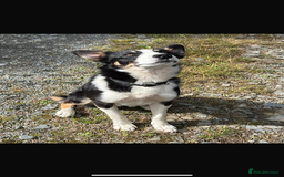 Border Collie dogs for sale: Border Collie Taff - Image 3
