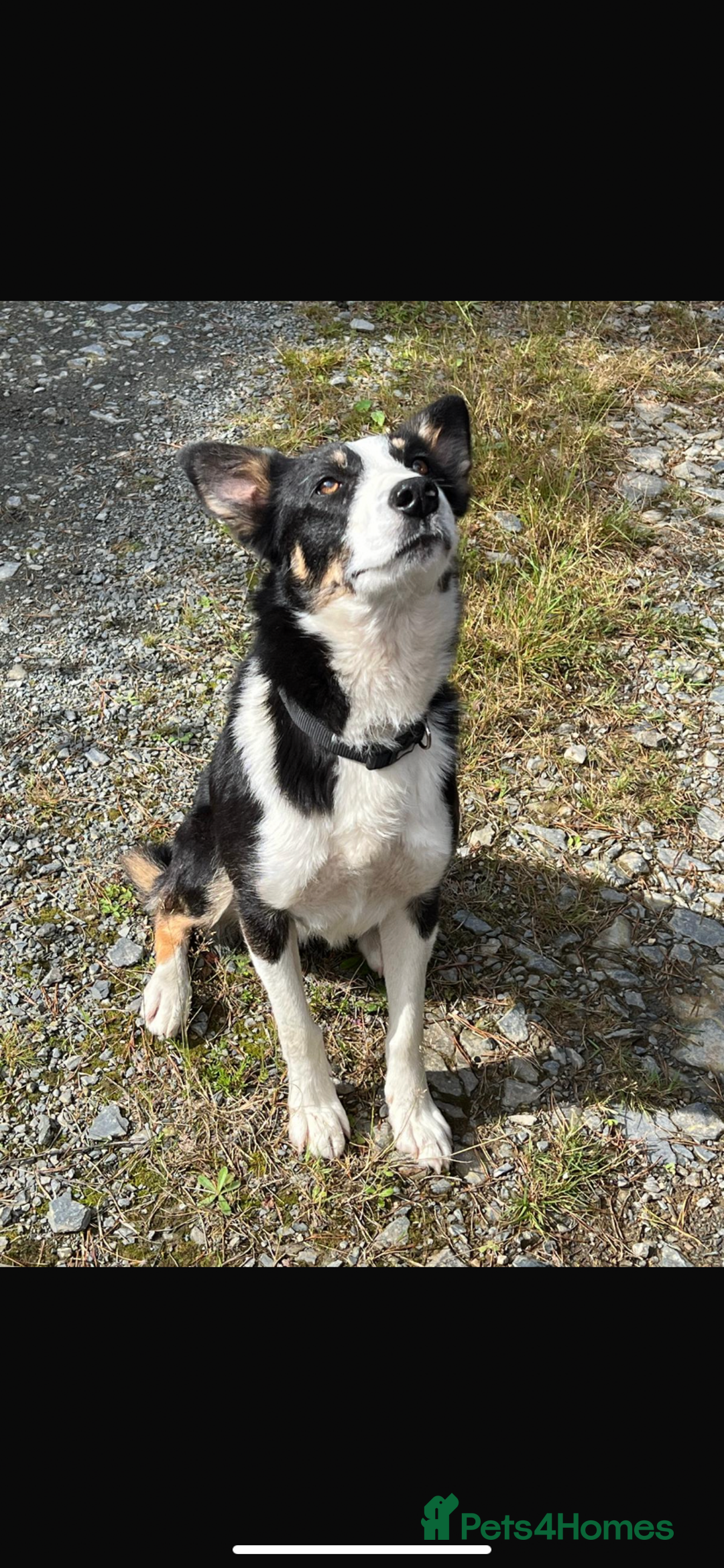Border Collie dogs for sale: Border Collie Taff - Image 3