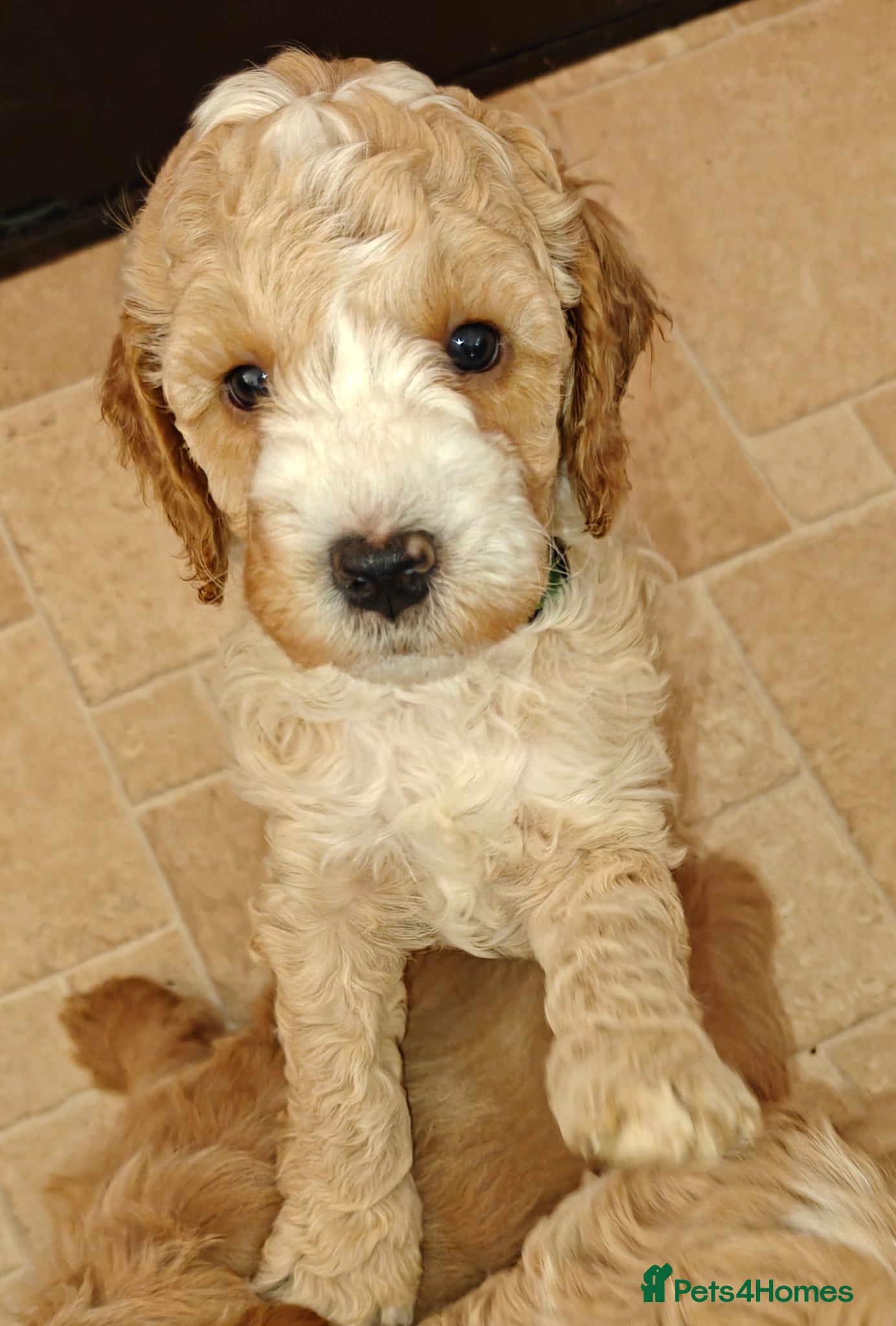 Cockapoo dogs Gorgeous F1B Cockapoo Puppies ready   - Advert 1